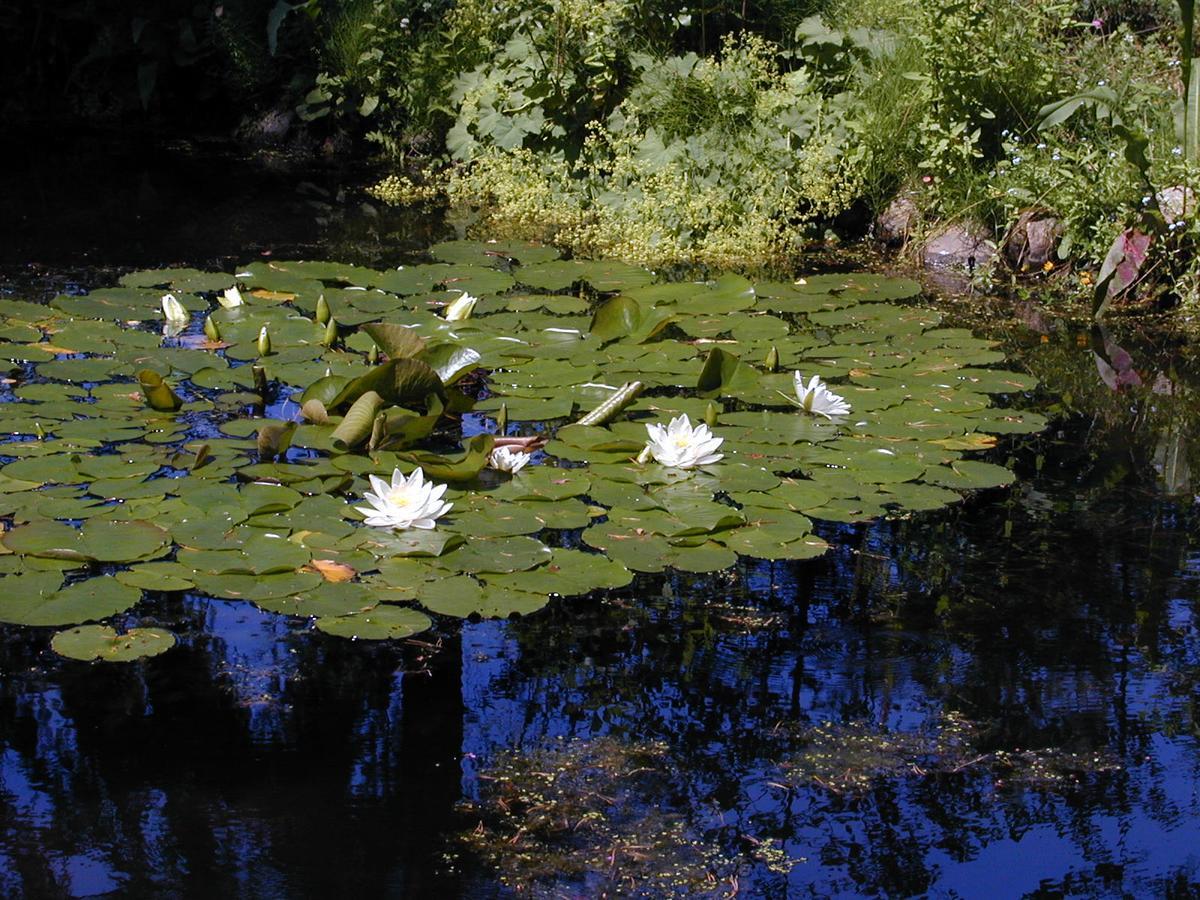 Seerose Alt Wendischthun Luaran gambar